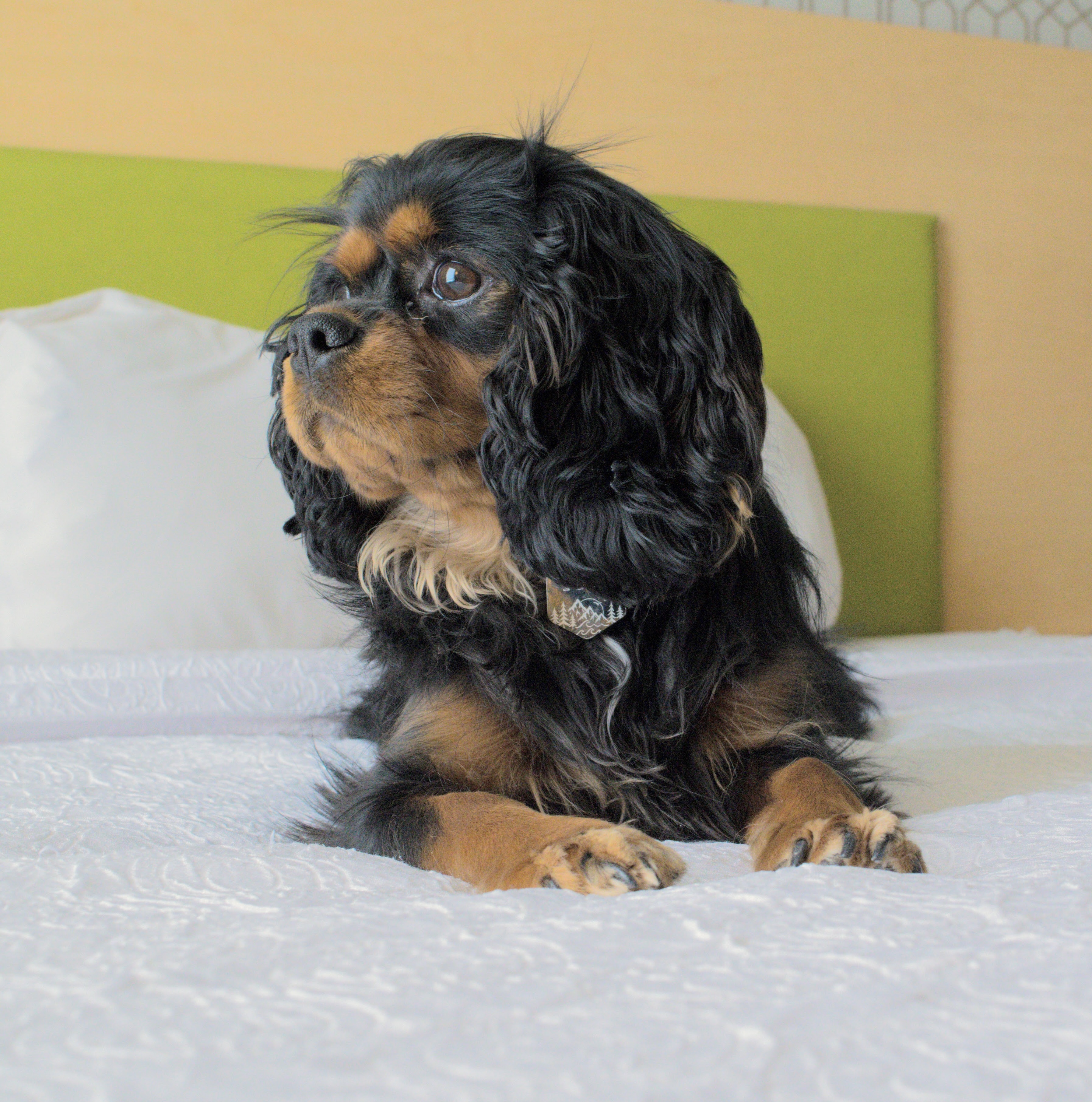 Thing To Do Pet Friendly Properties